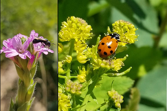 Two images are shown, the one on the left has a bee perched on a pink flower, the other is a ladybug on a yellow flower