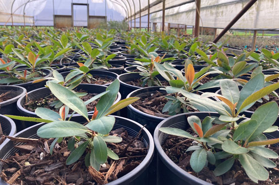Small potted plants sit close together in a greenhouse