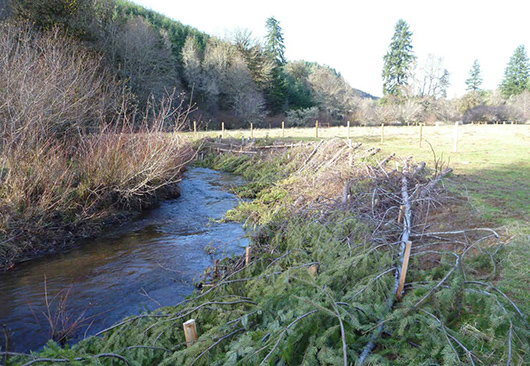 A recently softened bank edge that has been planted with native plants