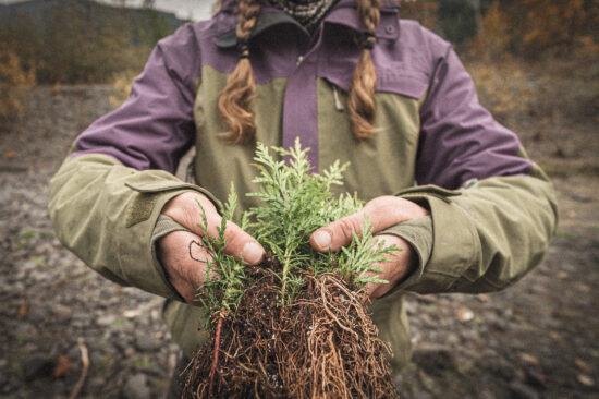 A tree planter holds out a handful of red cedar seedlings