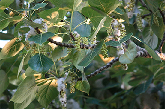 A close up of a cottonwood tree shows the beginnings of some of their fuzzy white fluff coming out of the seed pods