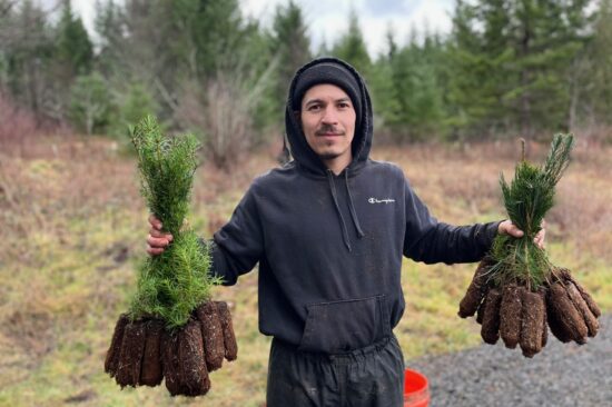 A tree planter in a black sweatshirt holds groups of saplings by their green tops
