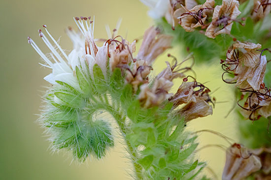 A flower at the end of a fern like stem unravels