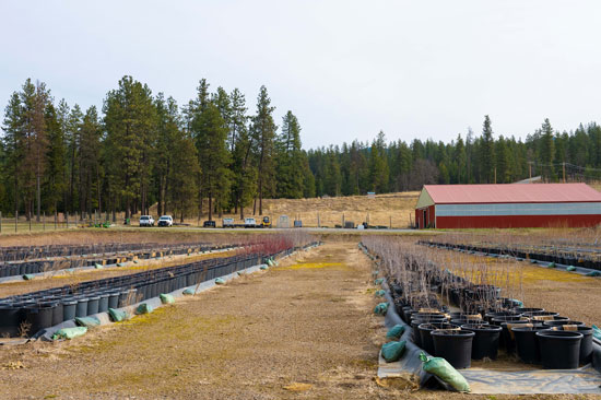 Rows of plants grow at a nursery, a red barn and forest are shown in the background