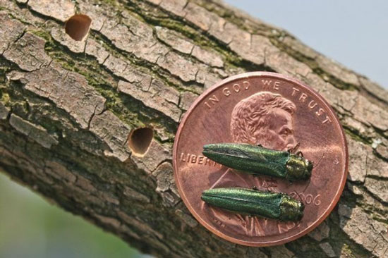 Two shiny green beatles are placed on a penny for size reference