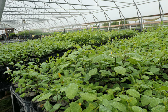 Leafy green seedlings fill a greenhouse
