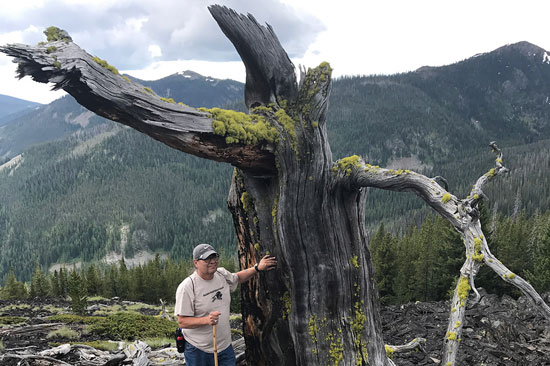 A man with a walking stick places his hand on a large dead whitebark pine trunk