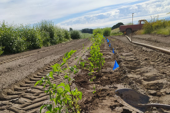A row of freshly planting saplings lined by a row of blue flags sits in a dirt field under a blue sky