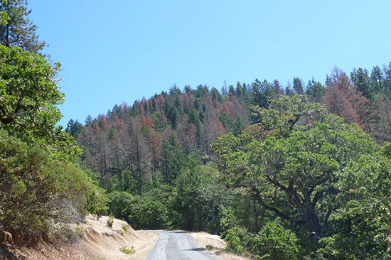 A dirt road leads into a forest with a mix of green and dead reddish trees