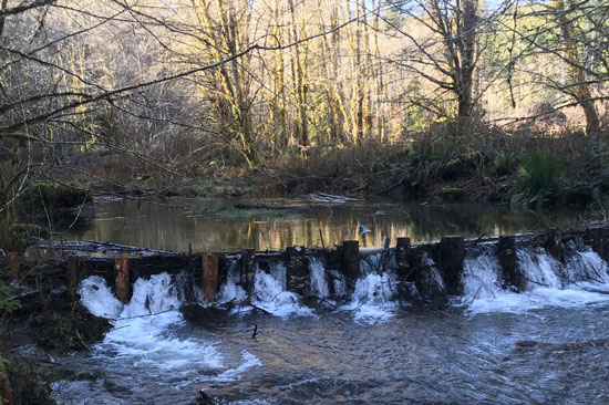 A river spills over a small dam made of small tree trunks spread about a foot apart across the river