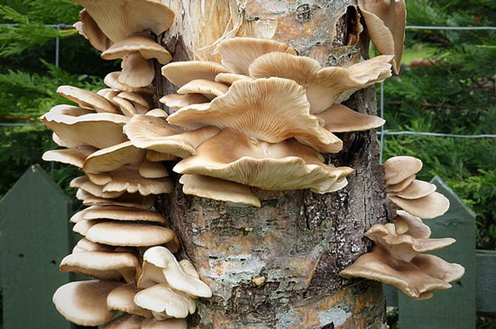 Huge oyster mushrooms cover the base of a tree