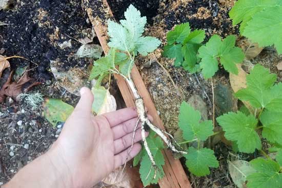 A hand gestures towards the rihzome on the root system of a small sapling