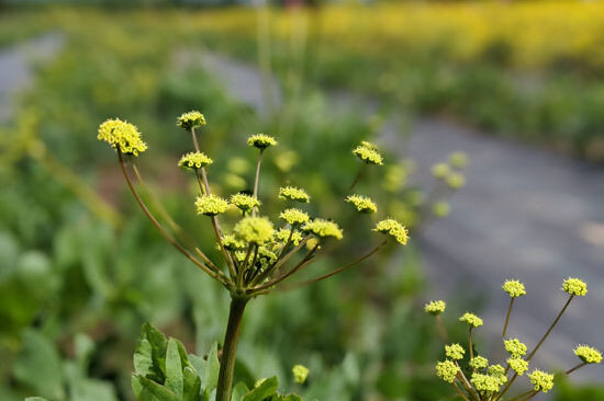 A plant with many small yellow flowers takes the forfront