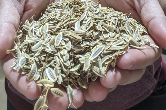 Two hands together hold a large pile of seeds