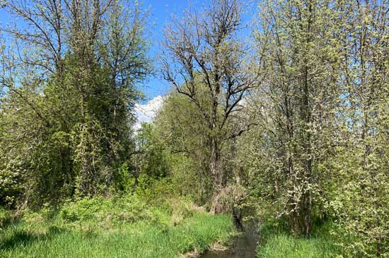 A stand of trees stands above a grassy field with a blue sky in the background