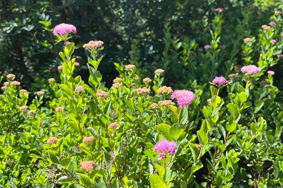 A bushel of pink flowers rise out of a group of green plants