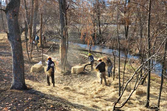 Restoration workers spread hay on a burnt forest floor close to a small river