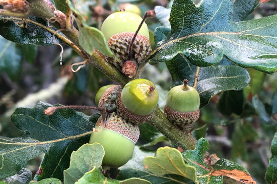 A cluster of green acorns is shown in a close up shot within the branches of an oak tree