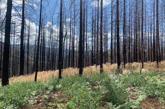 Green plants cover the ground of a burnt forest, blackened tree trunks poke up in the background