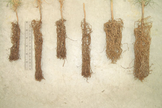 Six root structures are shown in a lineup on an off white background