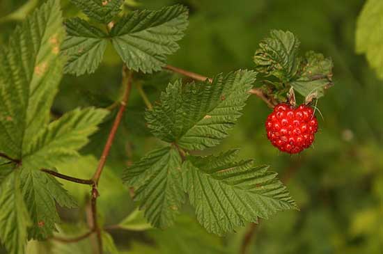 A bright red salmonberry hangs on a stem amongst leaves