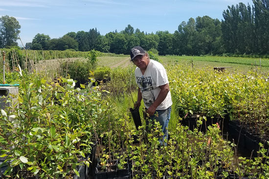 A tribal nursery worker holds a sapling up in the fields of nursery plants