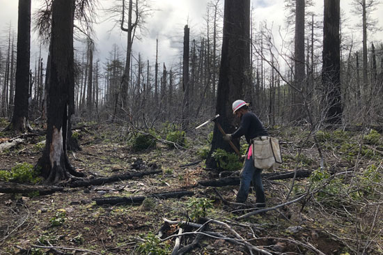 A tree planter swings a tool towards to ground to make a hole for a sapling in a burnt forest
