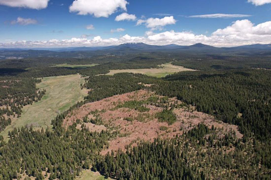 An aerial view of a clearcut within a larger forested landscape