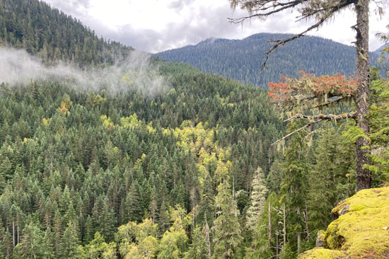 A landscape photo of a cloudy pacific northwest forest