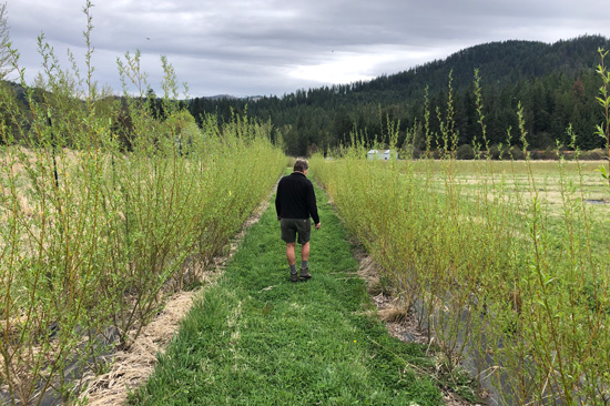 A man walks on grass in between two rows of plants with hills in the background