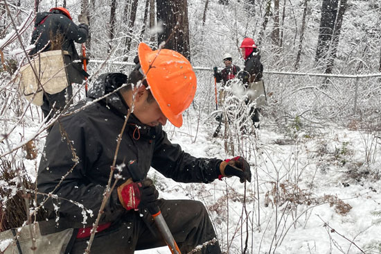 Treeplanters in orange hardhats work in the snow