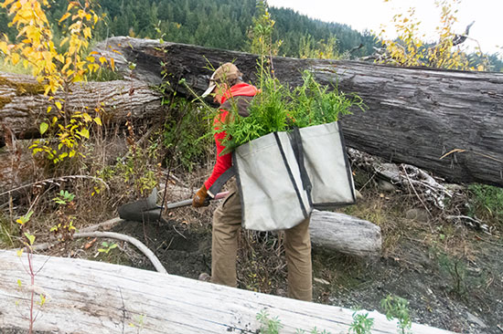A tree planter has two large bags of green saplings strapped to his back