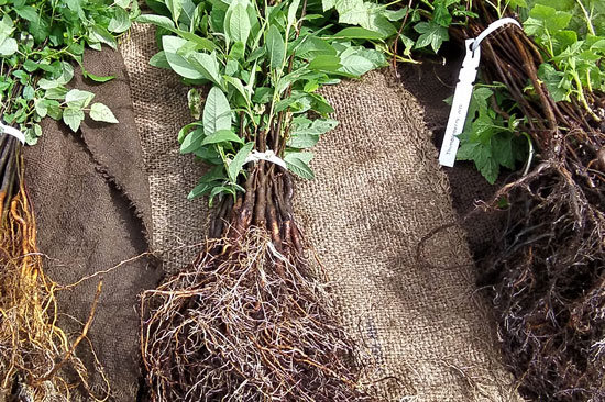 Bundles of small plants rest on burlap sacks