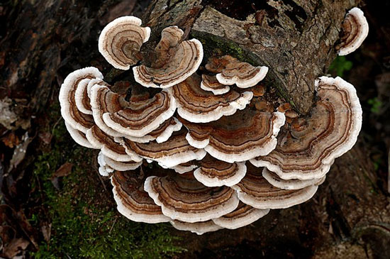 A large turkey tail mushroom sits on a tree