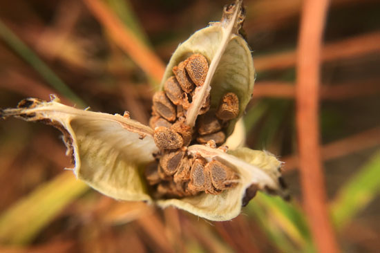A seed pod opens up to show small brown seeds inside