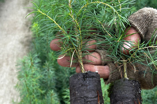 A hand wearing fingerless gloves holds two small pine saplings