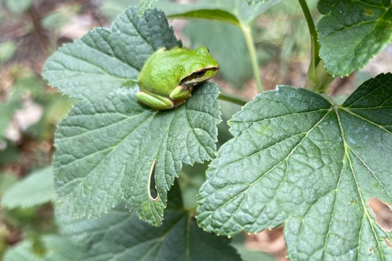 A green frog perches on a leaf