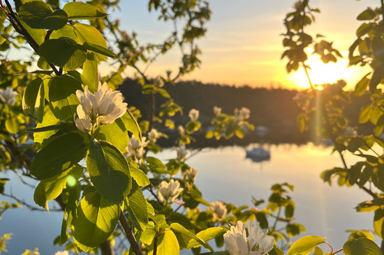 A branch with green leafs and white flowers with a sunset over a lake in the background