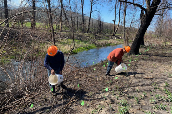 Two restoration workers in orange hard helmets pour something out of buckets on a riparian restoration site