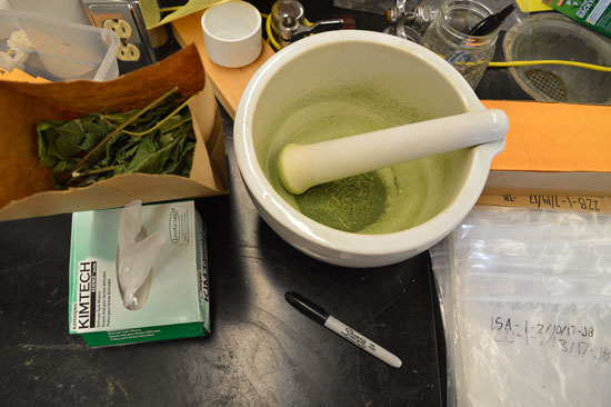 A green powder is seen in mortar and pestle on a scientists table