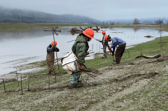 A group of tree planters stick stakes in the ground in a floodplain area