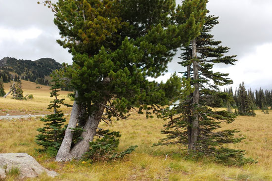 A large and a slightly younger whitebark pine are shown in a light green grassy field