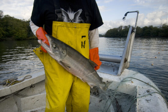 A person in orange gloves and yellow waders stands on a boat holding a large fish
