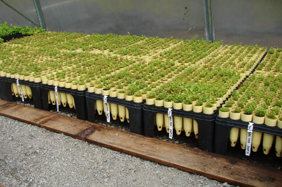 Sapling plugs in plastic containers is held up above the gravel