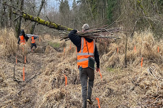 Crew member at work in a riparian forest.