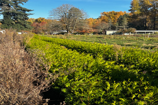 row of plants in a nursery setting