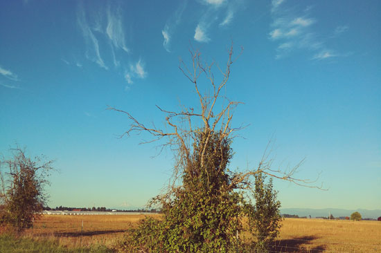 Lone standing Sukdorf Hawthorn without flowers.
