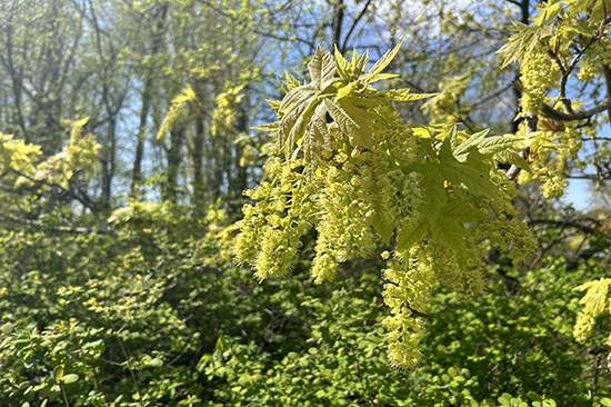 a bright green maple blossom in full bloom
