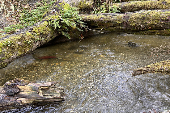 spawning salmon swim under a moss covered log jam