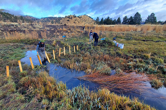 people work in a stream surrounded by green shrubs to install a post assisted beaver dam analogue